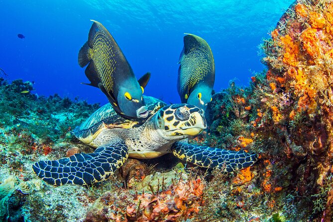 2 dives in Cozumel (for certified divers only) - Meeting at the Occidental Cozumel resort