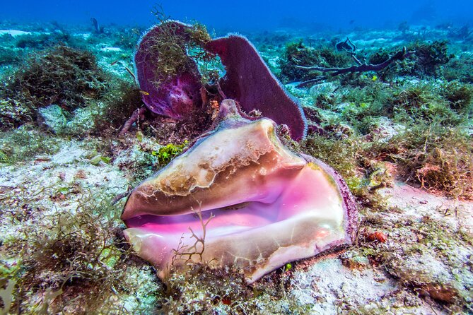 2 dives in Cozumel (for certified divers only) - Guides who shape the experience