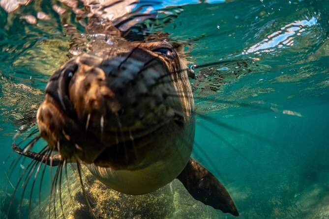 2 Dives in the Cabo Marine Park - Two tanks, snacks, and a sensible half-day pace