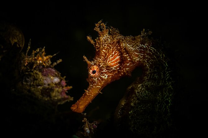 2 Dives in the Cabo Marine Park - What the guides add underwater