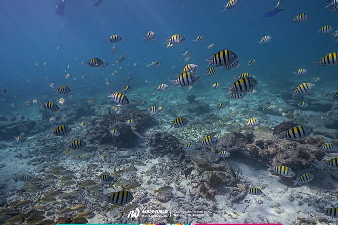 2-Hour Snorkeling Paradise Reef in Cancún Underwater Museum - Why Punta Nizuc works for beginners
