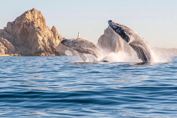 2 in 1 Tour | Arc Tour with Beach Drop - Balconcitos Beach and Cabo’s smaller rock formations