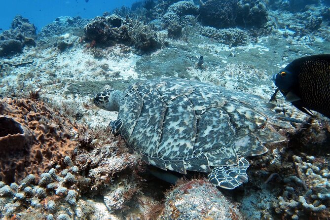 2 Tank Cozumel Reef Boat Dives - Why this Cozumel reef trip feels personal