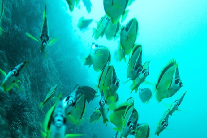 2 Tank Dive - Certified Divers (Santa Maria Bay & Chileno Bay) - Group size and personal attention