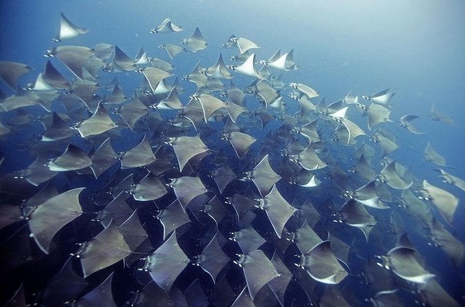 2 Tank Dive - Certified Divers (Santa Maria Bay & Chileno Bay) - Meeting point and timing