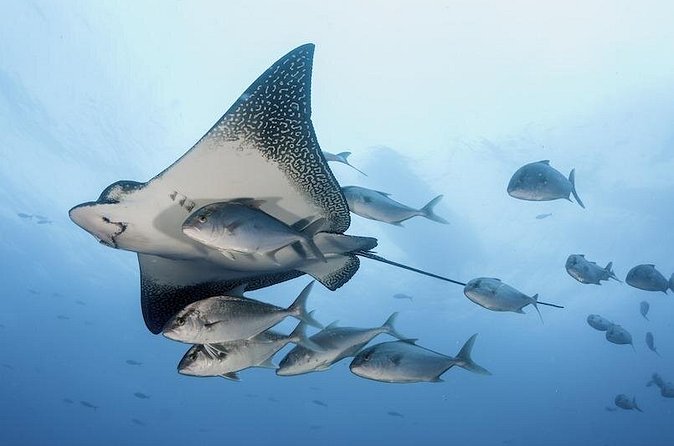 2 Tank Dive - Certified Divers (Santa Maria Bay & Chileno Bay) - Who should book this Cabo scuba outing?