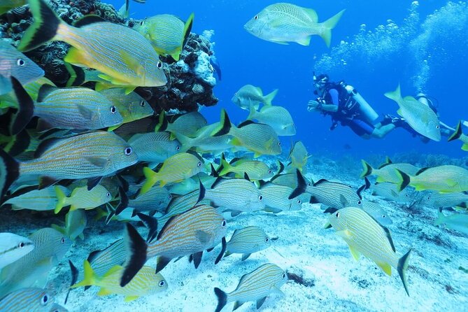 2 Tank Dive (for certified divers) - The first reef descent: coral fingers and local marine life