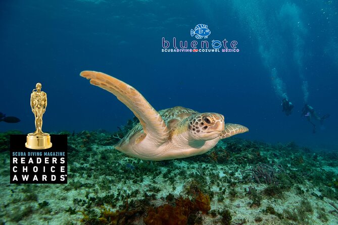 2 Tank Morning Dive: Scuba Diving in Cozumel - Meeting the boat at Marina Fonatur
