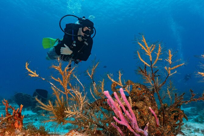 2 Tank Morning Dive: Scuba Diving in Cozumel - What the guides add to the morning