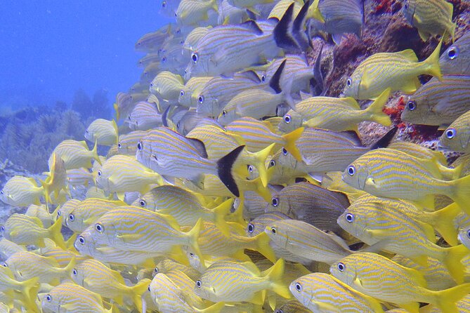 2 Tank Reef Dive in Mexico - The Second Reef Site and Return to Puerto Morelos