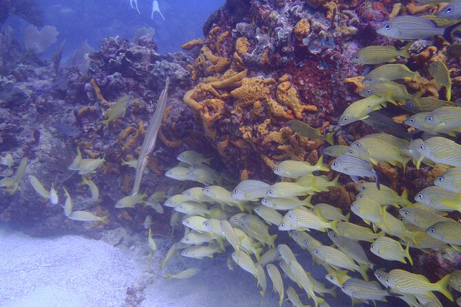 2 Tank Reef Dive in Mexico - Why the Small Group Matters