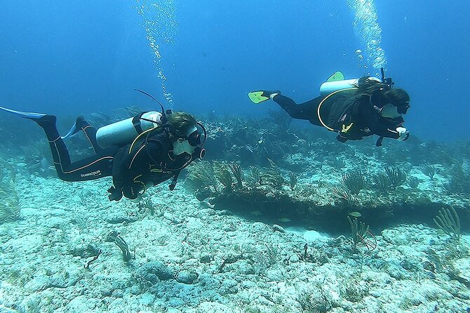 2 Tank Reef Dive in Mexico - Morning or Afternoon: Which Departure Works Better?