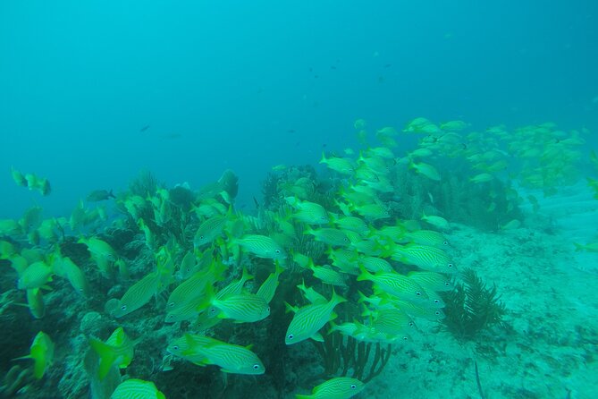 2 Tank Reef Dive in Mexico - Check-In at Wet Set Diving Adventures