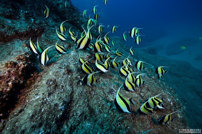 2-Tank Scuba Dive in Cabo San Lucas Reserve for Certified Divers - What the $138 Cabo outing actually gives you