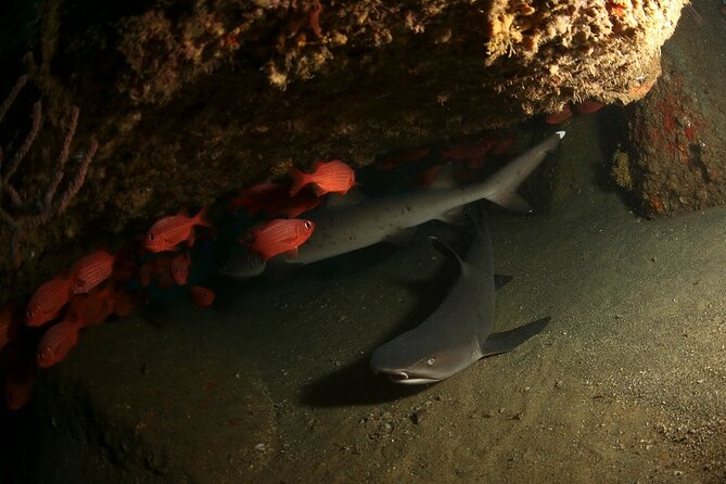 2-Tank Scuba Dive in Cabo San Lucas Reserve for Certified Divers - Two sessions, with sightseeing between them