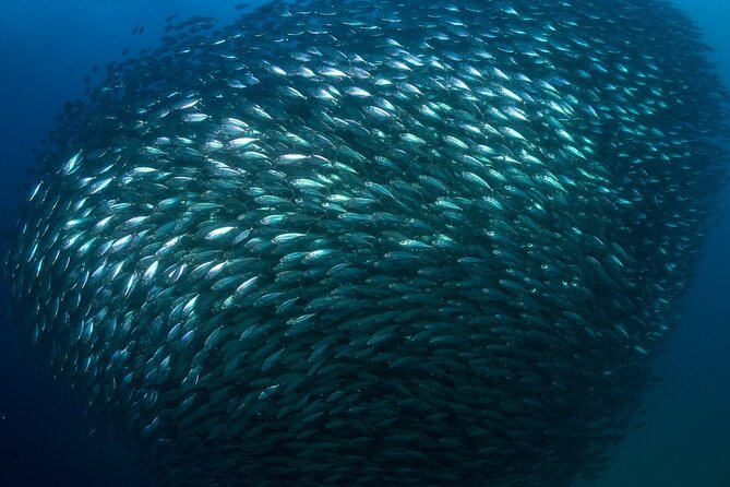 2-Tank Scuba Dive in Cabo San Lucas Reserve for Certified Divers - Guides, safety, and the value of a small team