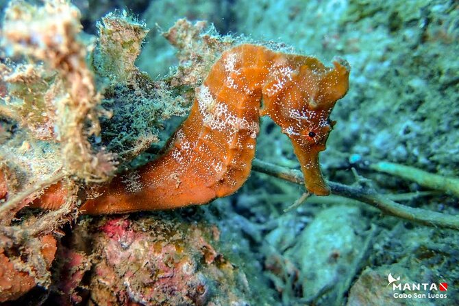 2-Tank Scuba Dive in Cabo San Lucas Reserve for Certified Divers - Is it suitable for a newer or returning scuba participant?
