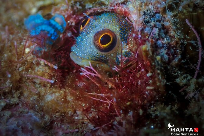2-Tank Scuba Dive in Cabo San Lucas Reserve for Certified Divers - Timing tips for cruise passengers and hotel visitors