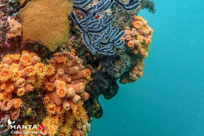 2-Tank Scuba Dive in Cabo San Lucas Reserve for Certified Divers - What is included, and what is not
