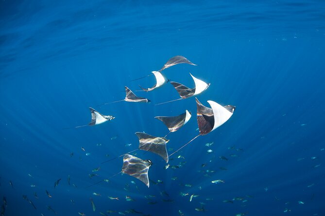 2-Tank Scuba in Marine Reserve and Corridor for Certified Divers - What the first session near the Corridor is like
