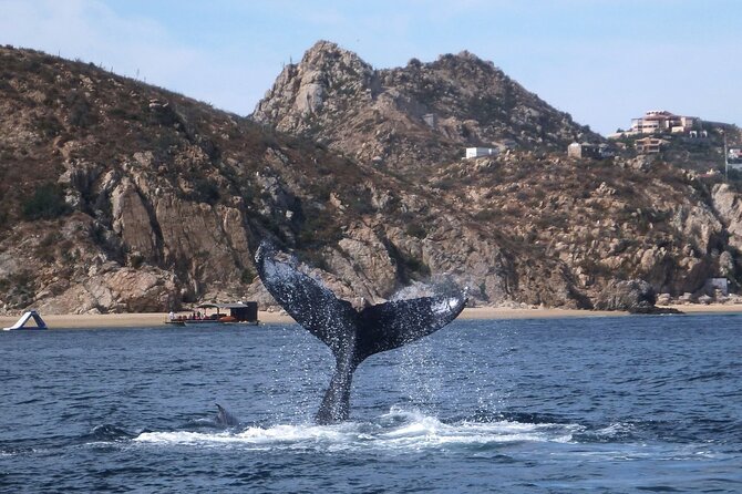 2-Tank Scuba in Marine Reserve and Corridor for Certified Divers - How the guides affect your morning