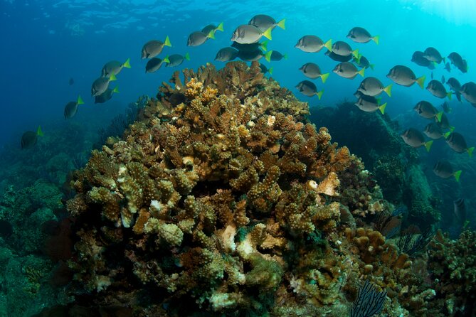 2-Tank Scuba in Marine Reserve and Corridor for Certified Divers - Who will enjoy this Cabo scuba outing