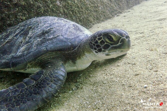 2-Tank Scuba in Marine Reserve and Corridor for Certified Divers - A useful plan for your morning