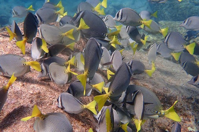 2-Tank Scuba in Marine Reserve and Corridor for Certified Divers - The second session and Cabo’s best-known sights