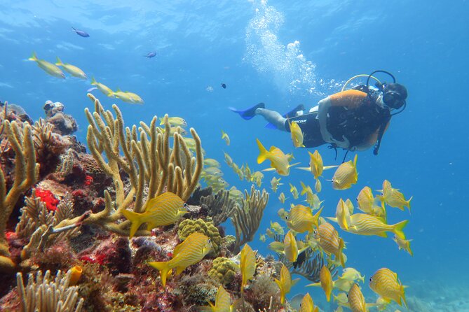 2 Tanks Dives Cancun Underwater Museum for Certified Divers - The morning schedule, from check-in to return