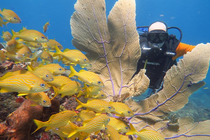 2 Tanks Dives Cancun Underwater Museum for Certified Divers - What experienced scuba participants may think