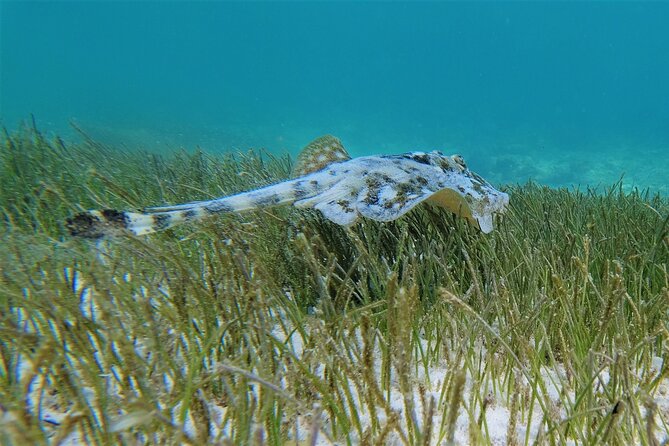 3 Hour Costa Maya Snorkeling Excursion - La Leyenda ECO-TOURS - Drinks, snacks, and the beach finish
