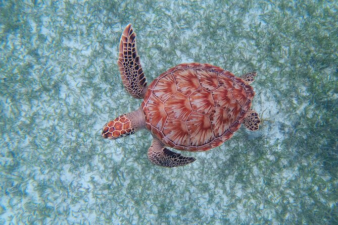 3 Hour Costa Maya Snorkeling Excursion - La Leyenda ECO-TOURS - Photos, safety, and what to pack
