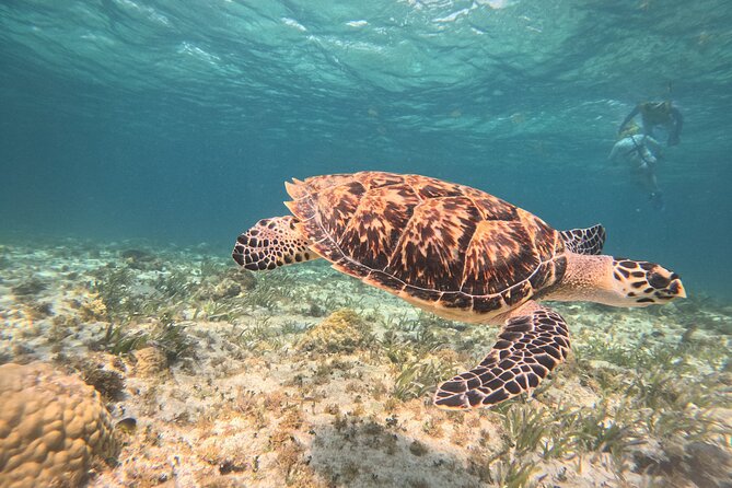3 in 1 Jungle Speedboat and Snorkeling in Cancun - Three Cancun water experiences in one short outing