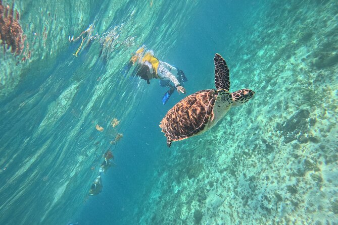3 in 1 Jungle Speedboat and Snorkeling in Cancun - Practical details that affect your day