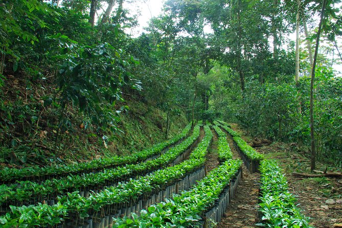 3 Levels of Huatulco the coffee you've been looking for - The tasting at Cafe Plurmet