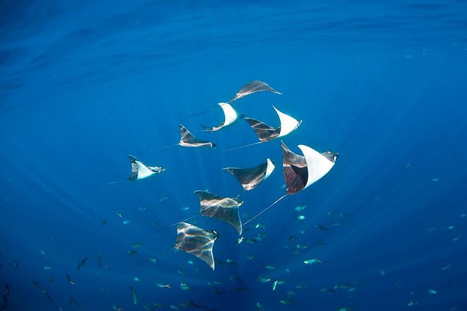 3-Tank Scuba in Marine Reserve and Corridor for Certified Divers - What you might see below the surface