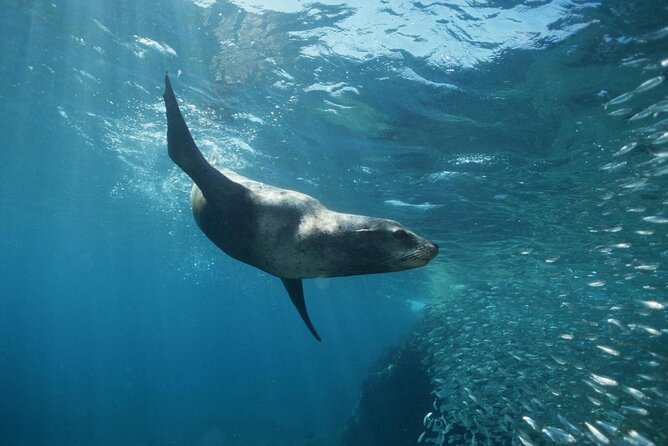 3-Tank Scuba in Marine Reserve and Corridor for Certified Divers - Boat comfort, food, and the three-tank rhythm