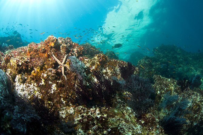 3-Tank Scuba in Marine Reserve and Corridor for Certified Divers - Price, equipment, and real value