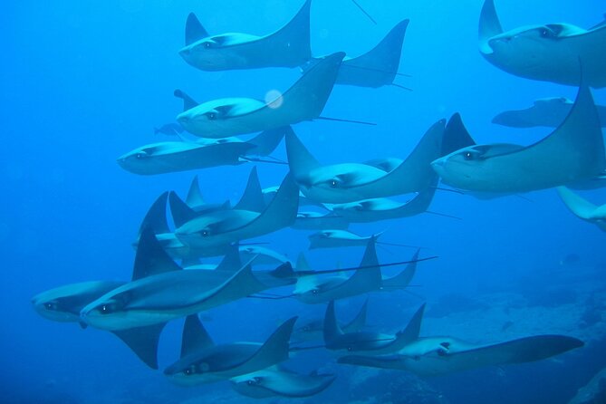3-Tank Scuba in Marine Reserve and Corridor for Certified Divers - Conditions, safety, and who should choose it