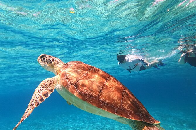 4 Hour Cozumel Turtle Sanctuary Experience on a Luxury Catamarán - El Cielo starfish and Cielito sandbar