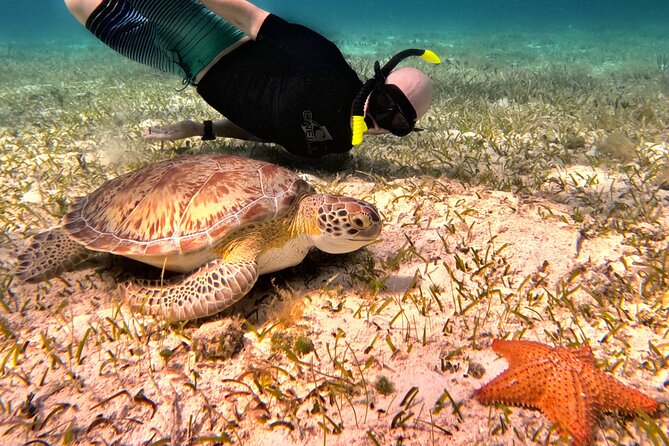 4 Hour Cozumel Turtle Sanctuary Experience on a Luxury Catamarán - Reef snorkeling, with turtles as the hopeful prize