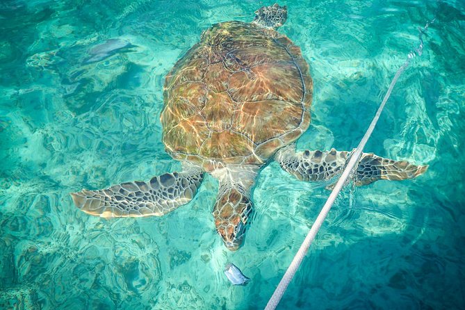 4H Lux 40' Catamaran All-Inclusive in Tulum and Playa del Carmen. - The main drawbacks to consider
