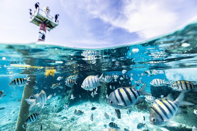 5-in-1 Cancun Snorkeling Tour with Sea Life & Transport Included - Five underwater stops in one compact Cancun trip