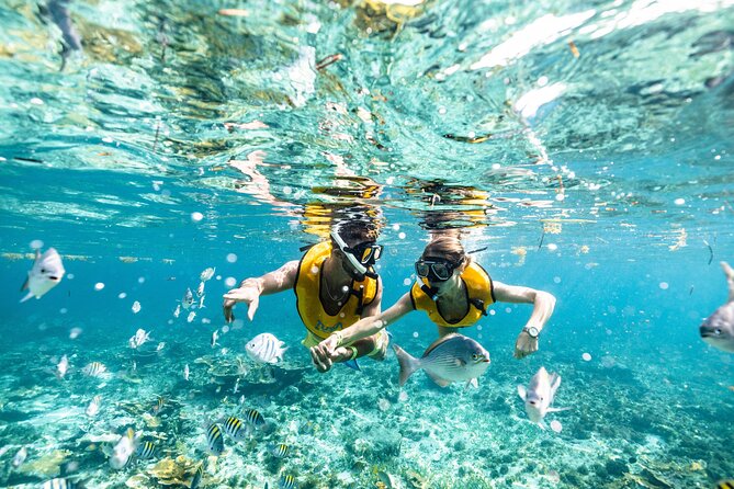 5-in-1 Cancun Snorkeling Tour with Sea Life & Transport Included - What the guides and boat setup mean for you