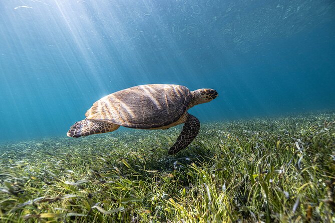 5-in-1 Cancun Snorkeling Tour with Sea Life & Transport Included - Stop one: a calm reef with fish in shallow water
