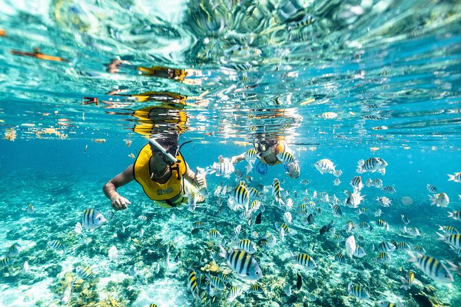 5-in-1 Cancun Snorkeling: Turtles, Reef, Musa, Shipwreck, Cenote - What this Cancun snorkeling tour actually includes