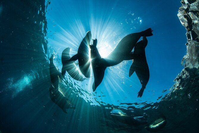 Adventure to Espiritu Santo Island: Snorkel with Sea Lions and Beach - What snorkeling feels like in different months