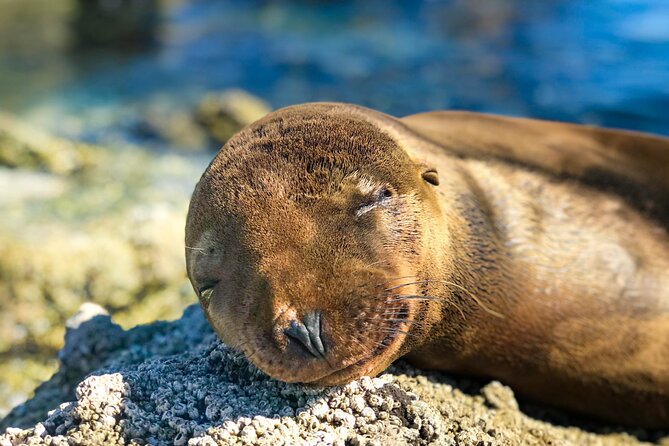Adventure to Espiritu Santo Island: Snorkel with Sea Lions and Beach - Is $136.52 a fair price?
