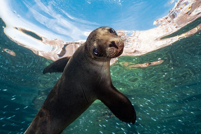 Adventure to Espiritu Santo Island: Snorkel with Sea Lions and Beach - June through August changes the main swim stop