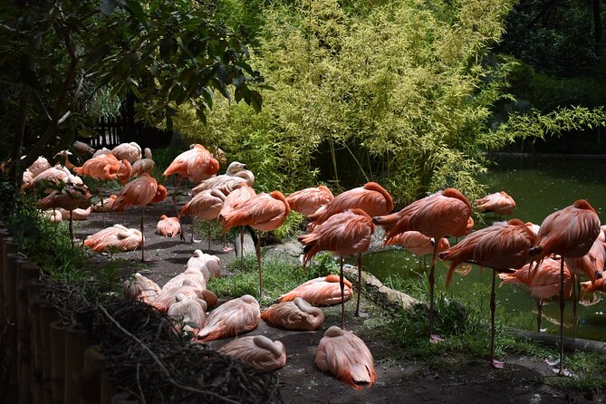 Africam safari (private tour) - Africam Safari near Puebla, at a glance